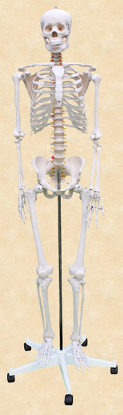 Lidská kostr